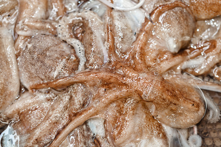 fresh octopus in the market for saleの写真素材