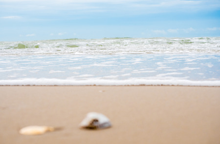 shell on the beach with sea backgroundの写真素材