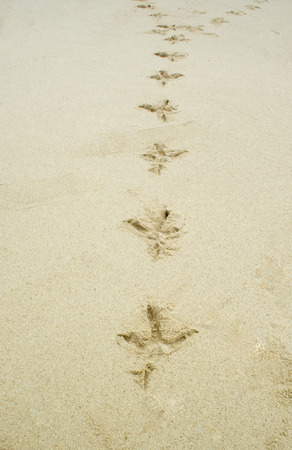 footprint in the sand at morning
