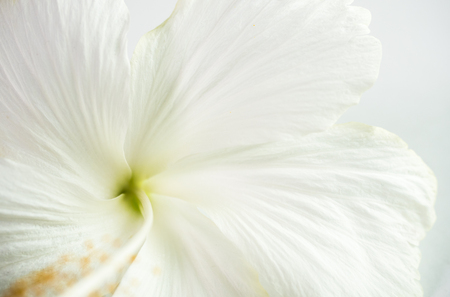 leaf nature pollen isolated on white backgroundの写真素材