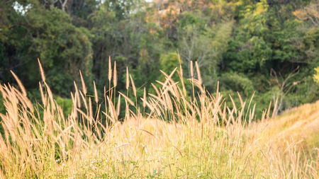 flowers grass in the sunsetの写真素材