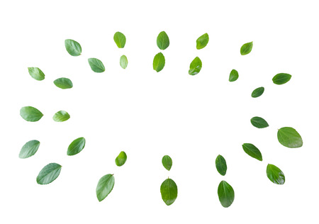 green leaves frame on white background. flat lay.