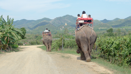 elephant walk in nature travel thailandの写真素材