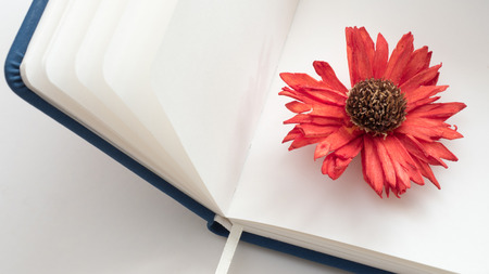 red flower on notebook top view close up