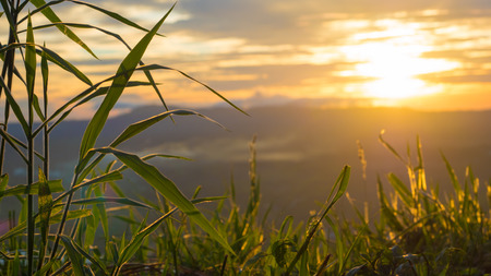 Grass of the sun