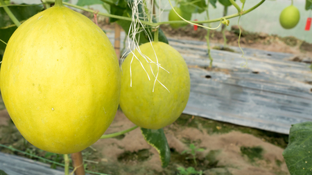 cantaloupe in gardenの写真素材