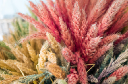 Blur flower grass colorful backgroundの写真素材