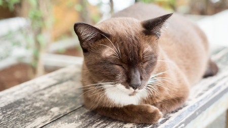 Cats sleep sitting on wooden balconiesの写真素材