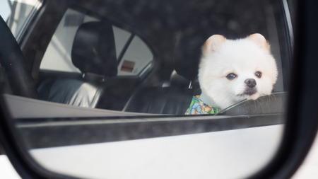 Dog waiting owner in carの写真素材