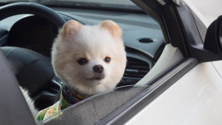 Dog waiting owner in carの写真素材