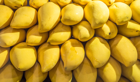 Yellow mango background or wallpaper. Bunch of tropical fruits. Oval yellow mango pile. Sweet dessert or vegetarian food. Exotic mango horizontal image. Fresh ripe exotic mango stack. Raw juicy fruitの写真素材