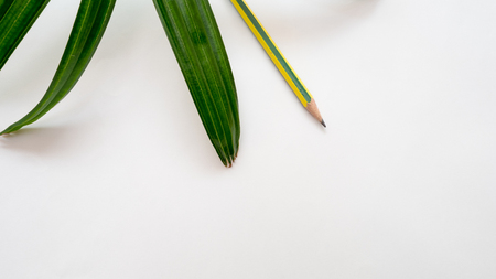 close up leaves with pencil on white background green nature conceptの写真素材