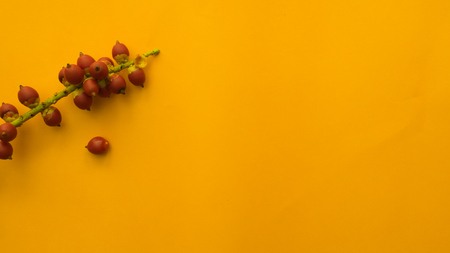 red Fruit of the palm on yellow backgroundの写真素材