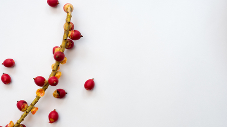 red Fruit of the palm on white backgroundの写真素材