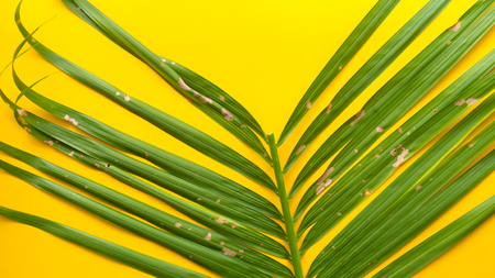 Leaves nature yellow backgroundの写真素材