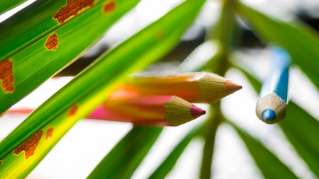 close up plam tree green leaves with crayon pencil colorの写真素材