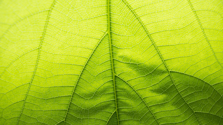Fresh green leaf texture macro close-up
