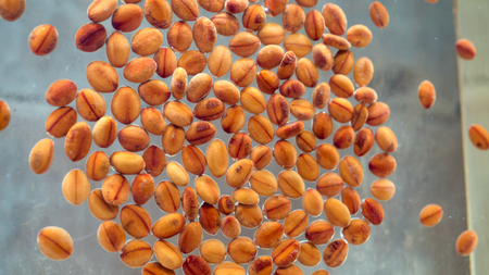 Golden shower seed in nature close upの写真素材