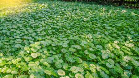 Leaves soft in nature with sun