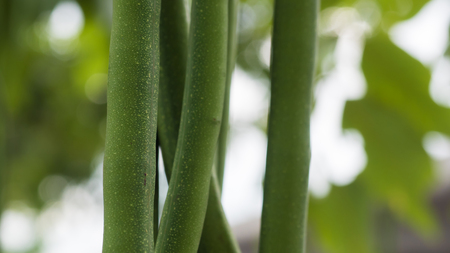 Close up Ceiba pentandra.White silk cotton tree.Perennial fruit can be used to make mattresses, pillows, mattresses to soften instead of cotton. Or scientific synthesisの写真素材