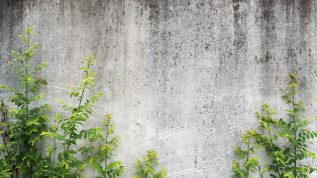 Green ivy on concrete backgroundの写真素材