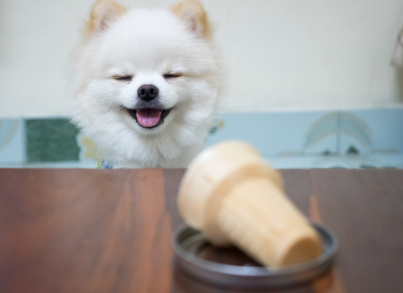 The dog smiled at the ice cream cone.White Pomeranian puppyの写真素材