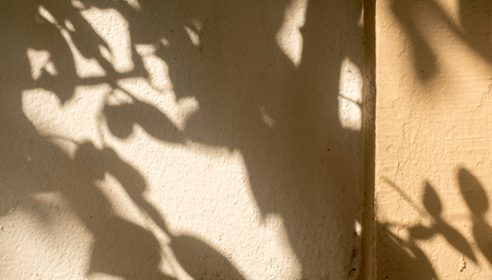 Shadows of leaves on the wall texture for background and wallpaperの写真素材