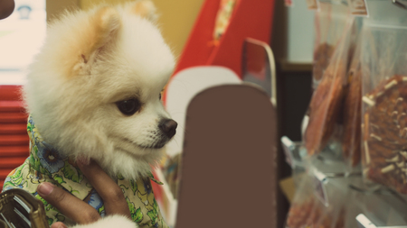 Puppies are looking for food in a dog food shop color style vintageの写真素材