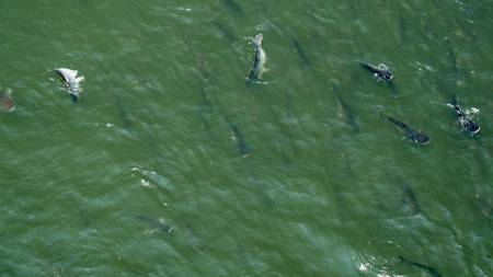 Swim fish in the river.