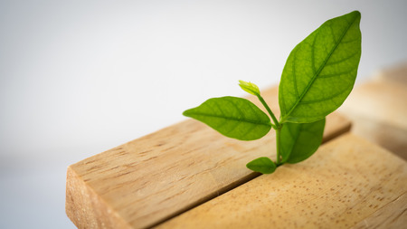 wooden block and leaves growing on white background