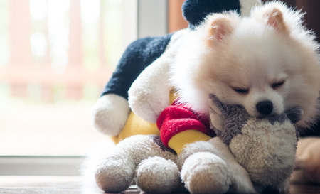 dog sleep with toyの写真素材