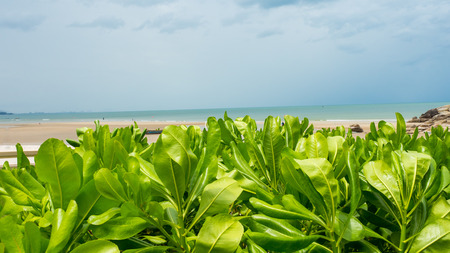 Leaves in the garden with  seaの写真素材