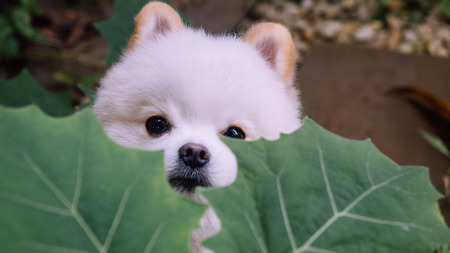 puppy dog pomeranian white living in the garden