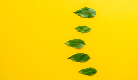 group green leaf on yellow backgroundの写真素材