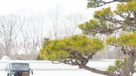 A Pine in japan background snowの写真素材