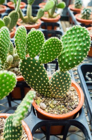 Selective focus close-up top-view shot on cactusの写真素材