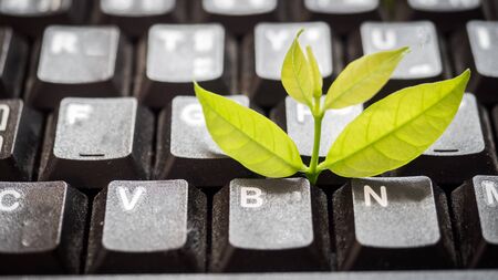 Leaves nature and black keyboard. Small green plant growing from white computer keyboard. Technology with nature conceptの写真素材