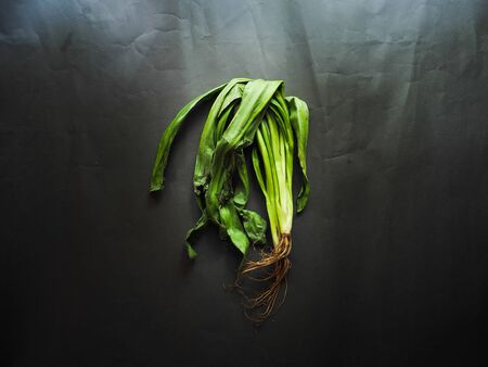 Parsley on black background low key.Top viewの写真素材