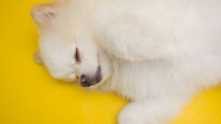White pomeranian dog sleepingの写真素材