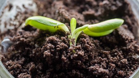 Leaf in the soil close up