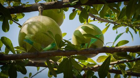 Trees and fruits according to national natureの写真素材