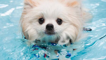 Dog swimming close upの写真素材