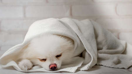 Dog White pomeranian sleep dramatic lightingの写真素材
