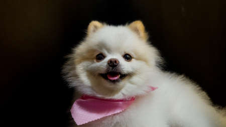 Cute little pomeranian dogの写真素材