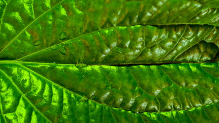 leaf close up background or texture light greenの写真素材