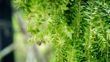 Green decorative trees close upの写真素材