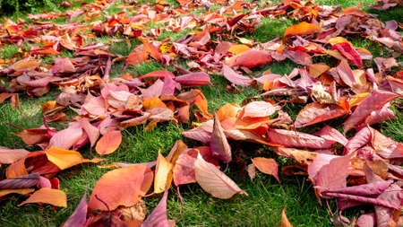 red maple leaf over the moss background and the autumn leaves on the floor, Autumn season in enkoji temple, kyoto, japanの写真素材