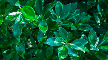 Fresh Green hydroponic vegetable leaves white background.の写真素材