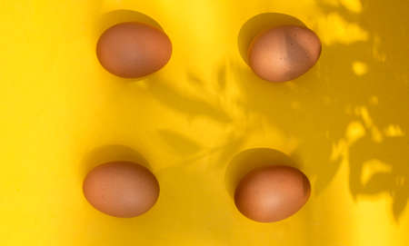 Chicken eggs on a yellow background in shadow leaves the early sun.の写真素材