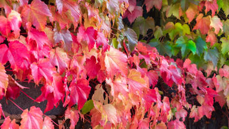 Autumn leaves Red and green leavesの写真素材